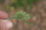 Common hardgrass